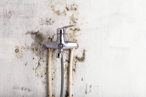Best Mold Remediation  in Iowa, LA
