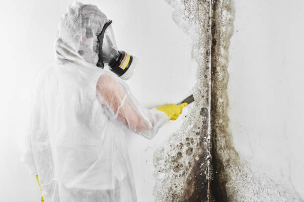 Iowa, LA Mold Removal Company