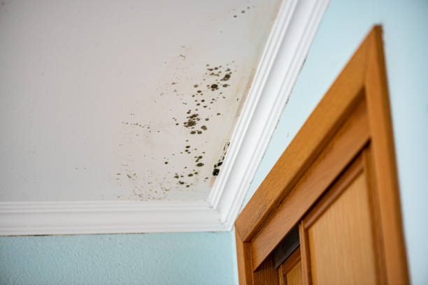 Best Residential Mold Removal  in Iowa, LA