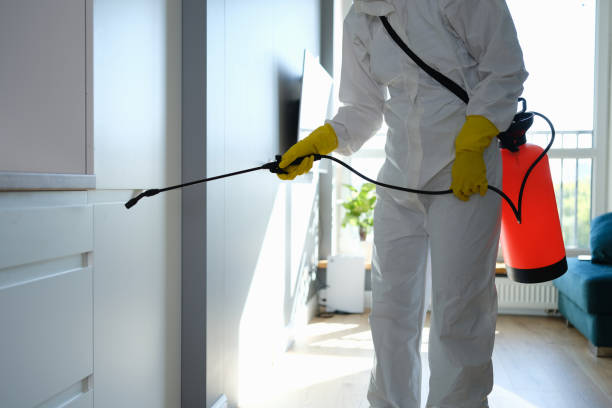 Best Mold Cleaning Services  in Iowa, LA