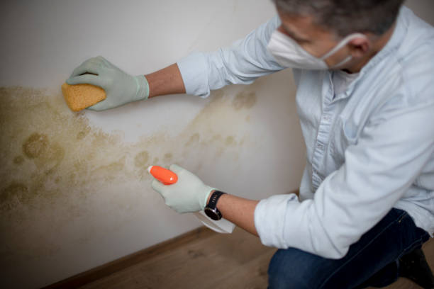 Best Attic Mold Removal  in Iowa, LA