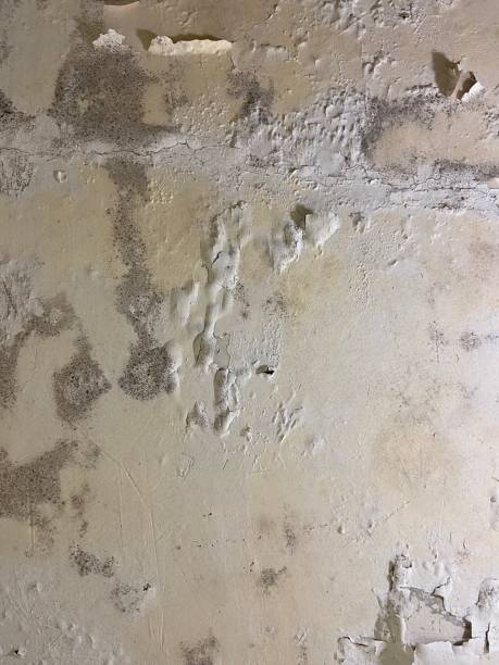 Best Professional Mold Removal  in Iowa, LA