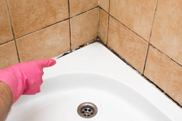 Trusted Iowa, LA Mold Removal Experts